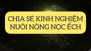 Cách ươm ếch giống, nòng nọc hiệu quả | Kinh nghiệm nuôi ếch sinh sản
