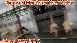 Efficient Chicken Feet Scalding and Plucking Machine | Modern Poultry Abattoir Equipment