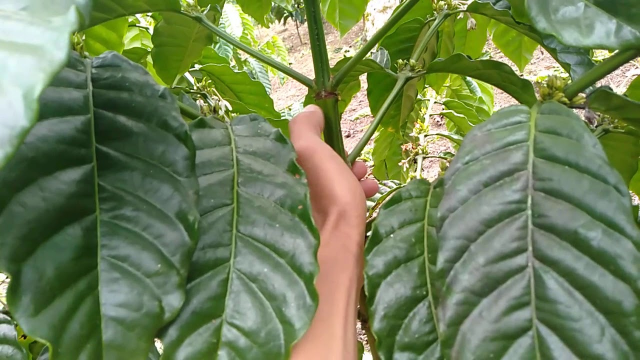 Pembuangan Daun Pada Tanaman Kopi 