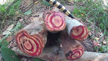 Kê Huyết Đằng,Vị Thuốc Qúy Nhiều Người Chưa Biết