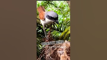 BABY BIRD!!!#short#shortbird#cendet#burungcendet#cendetgacor