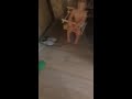 Утопая в регги