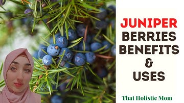 Juniper Berries Benefits & Uses
