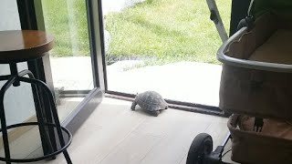 Turtle Entering The Room
