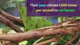 Meet LSC's Animals: Leaf-Cutter Ants