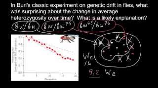 Buri's classic experiment on genetic drift in flies
