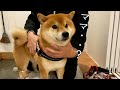 ママの異変を感じ取った柴犬、その行動に感動した。