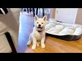 Mini stories of an Akita puppy from 8 weeks to 4 months | 秋田寶寶的可愛瞬間大合集
