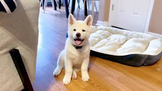 Mini stories of an Akita puppy from 8 weeks to 4 months | 秋田寶寶的可愛瞬間大合集