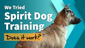Inside Spirit Dog Training: What You Need to Know Before You Buy
