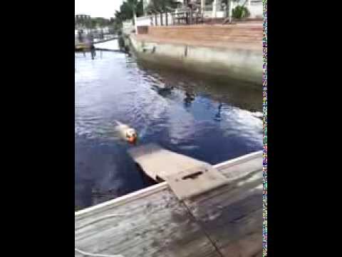 poony hanging out on her doggydocks® floating dog ramp