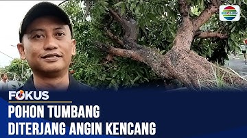 Pohon Tumbang Diterjang Angin Kencang | Fokus