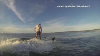 Famous beaker the surfing monkey Profile