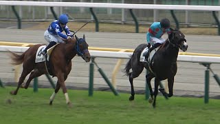 【夫婦でワンツーフィニッシュ！】2022年11月13日東京競馬6Rスリーアイランド＆ホリー・ドイル騎手2着現地動画