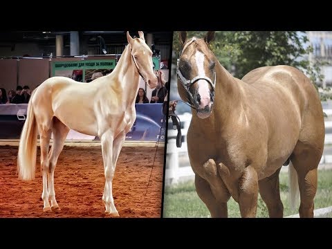Video: Quali Sono Le Razze Di Cavalli