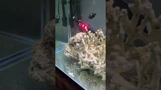 fish feeding update