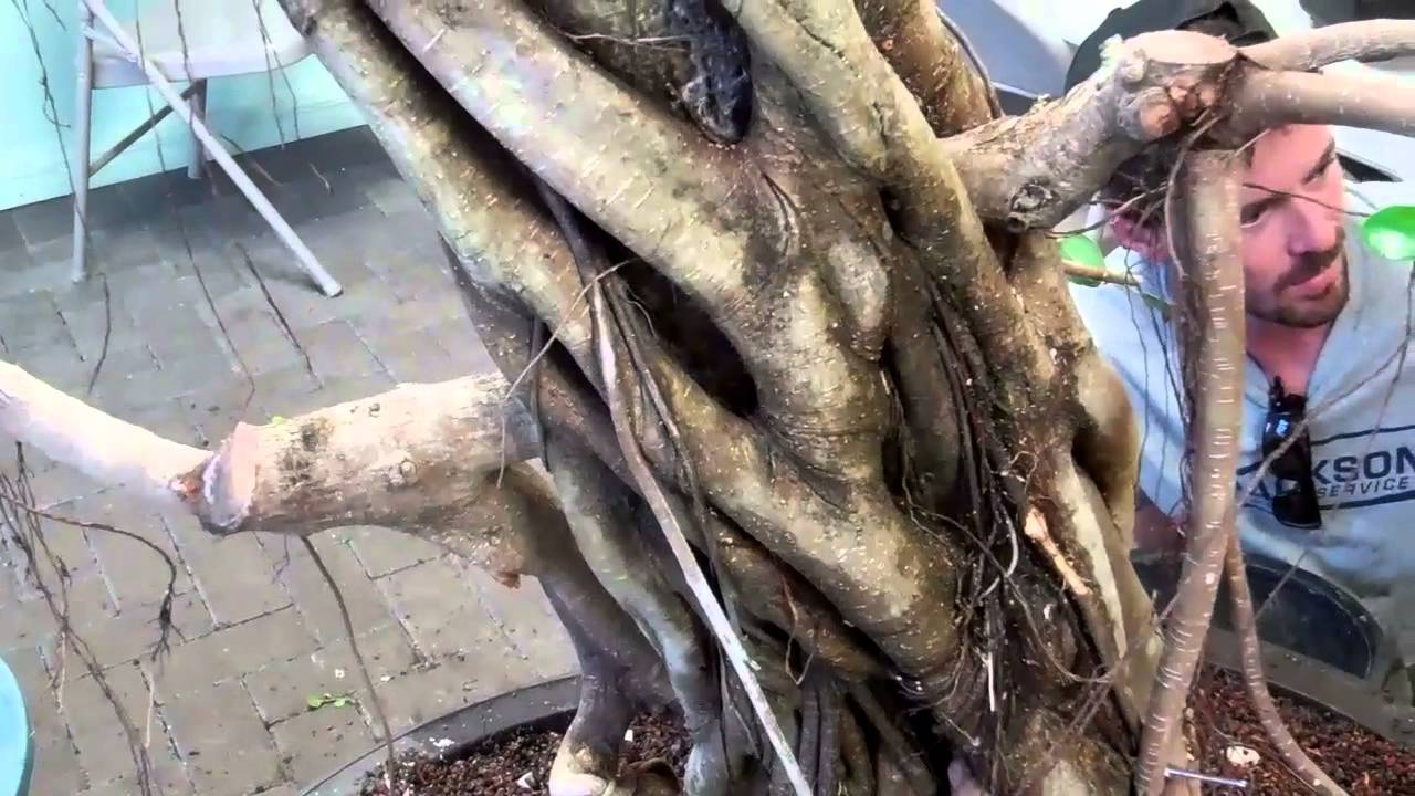 Peg Grafting branches.  Ficus Green Island Bonsai May 2013 www.wigertsbonsai.com