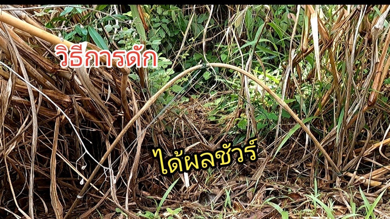 #กับดักไก่ป่า