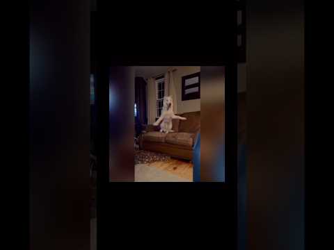 Проверил на прочность😂 #собаки #приколы #животные #милота #shorts