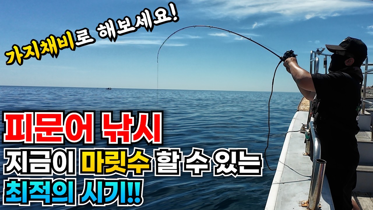 7월부터 9월 초까지 쏟아지는 피문어를 잡아보자!!