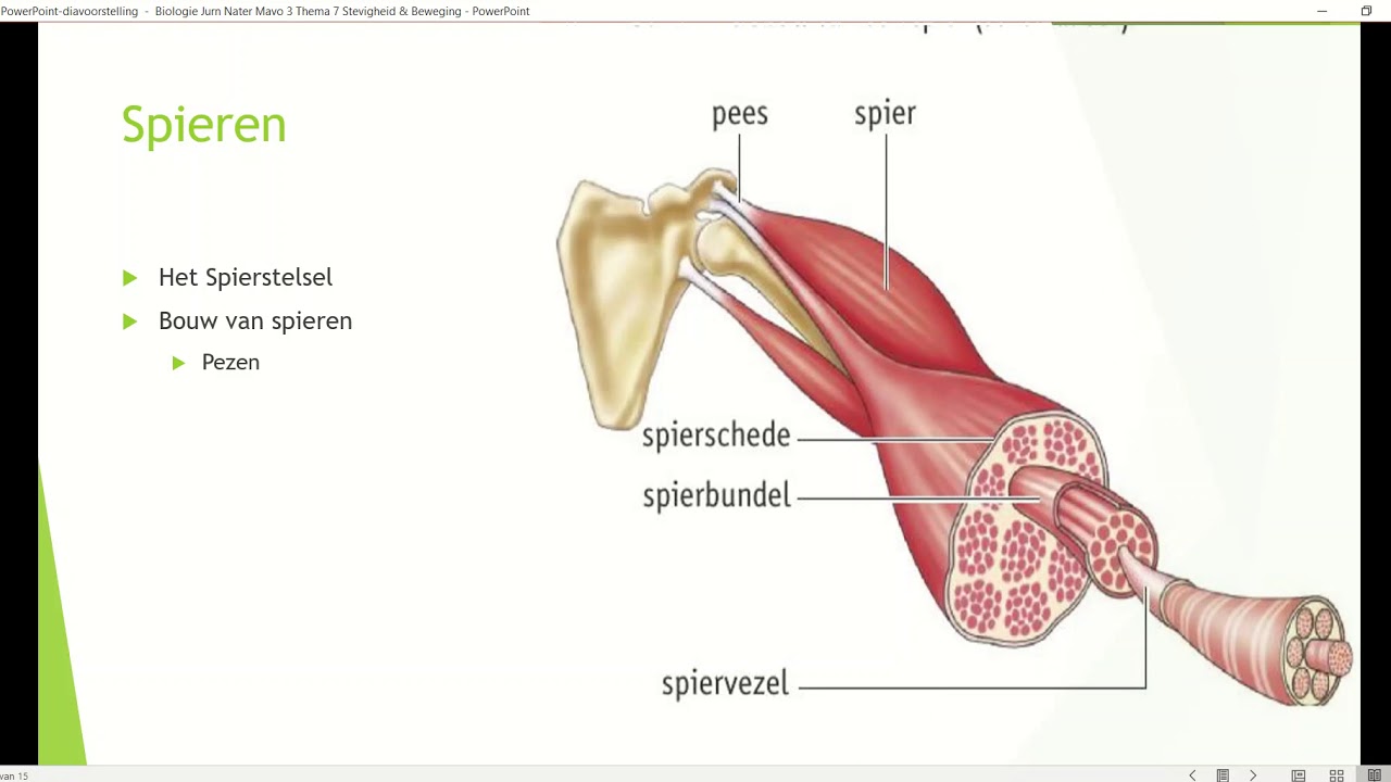 Klas 3 Thema 7 Stevigheid & Beweging: Spieren - YouTube