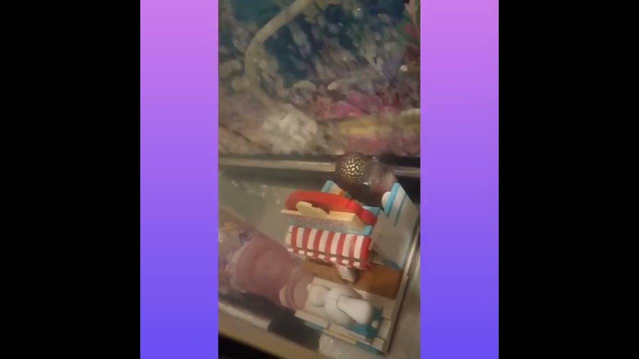 Austin Flowerhorn Sleeps YouTube