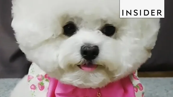 This Bichon Frise Is South Korea's Puppy Fashionista - DayDayNews