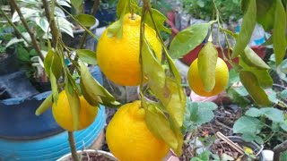 Colheita De Dekopon Em Vaso E Como Plantar De Maneira Simples E Eficiente