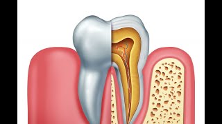 The Anatomy of a Tooth