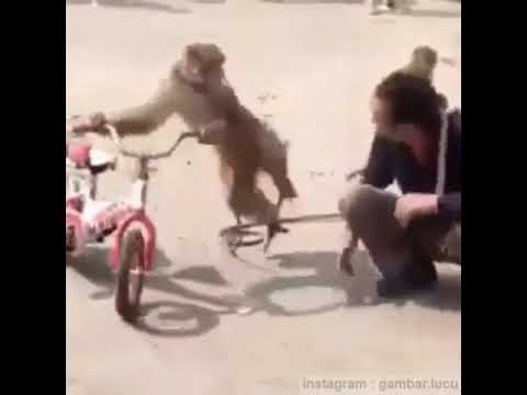 Video Foto Lucu Seru Hewan Monyet Berantem dengan manusia kocak banget