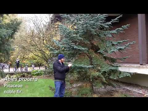 Video: Noble Fir Growing - Tips voor het planten van een edele dennenboom