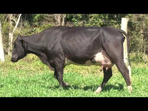 LOTE 36 - COC Agropecuária