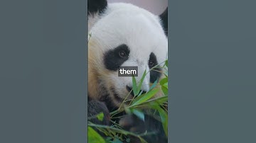 why are giant panda endangered? #shorts