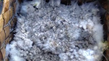 Korean Natural Farming - Urban IMO 1