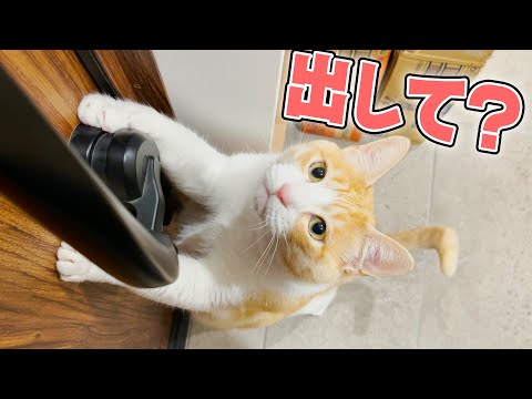 逃げるねこ 超音波式 猫除け 猫よけ 赤外線で感知 乾電池式 防滴 家庭菜園
