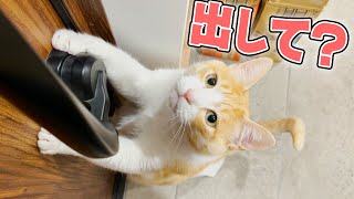 逃げるねこ キャット逃げら〜 Ver2.0（乾電池タイプ） : デンシ電気店