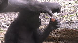 赤ちゃんゴリラキンタロウのニンジンを横取りする💗ママゴリラ【京都市動物園】