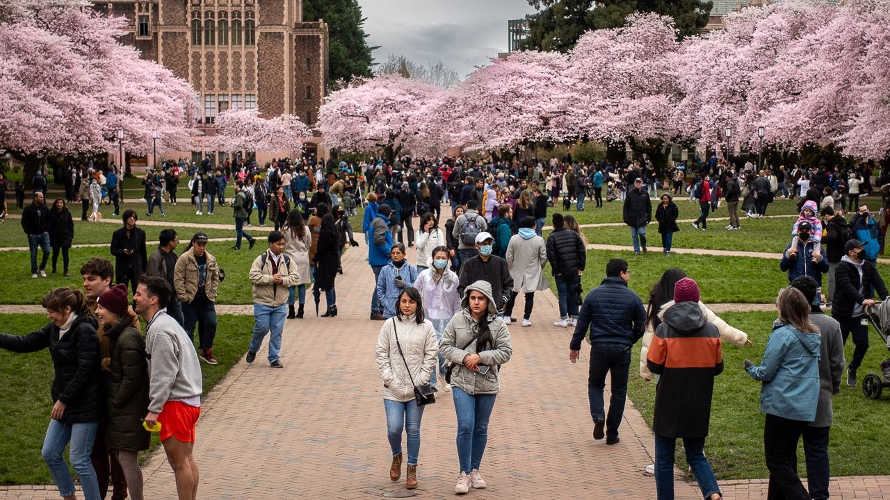 Crowds visit UW Cherry Blossoms The Quad Seattle Walk 2022🚶 YouTube