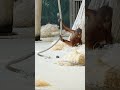 Baby Orangutan Plays with Dangerous Objects!#shorts#orangutans#funnyvideo#funnyanimals