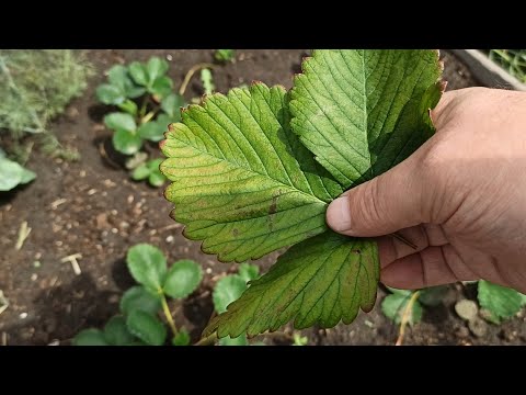 Видео: Церкоспороз клубники – лечение клубники от болезни пятнистости листьев