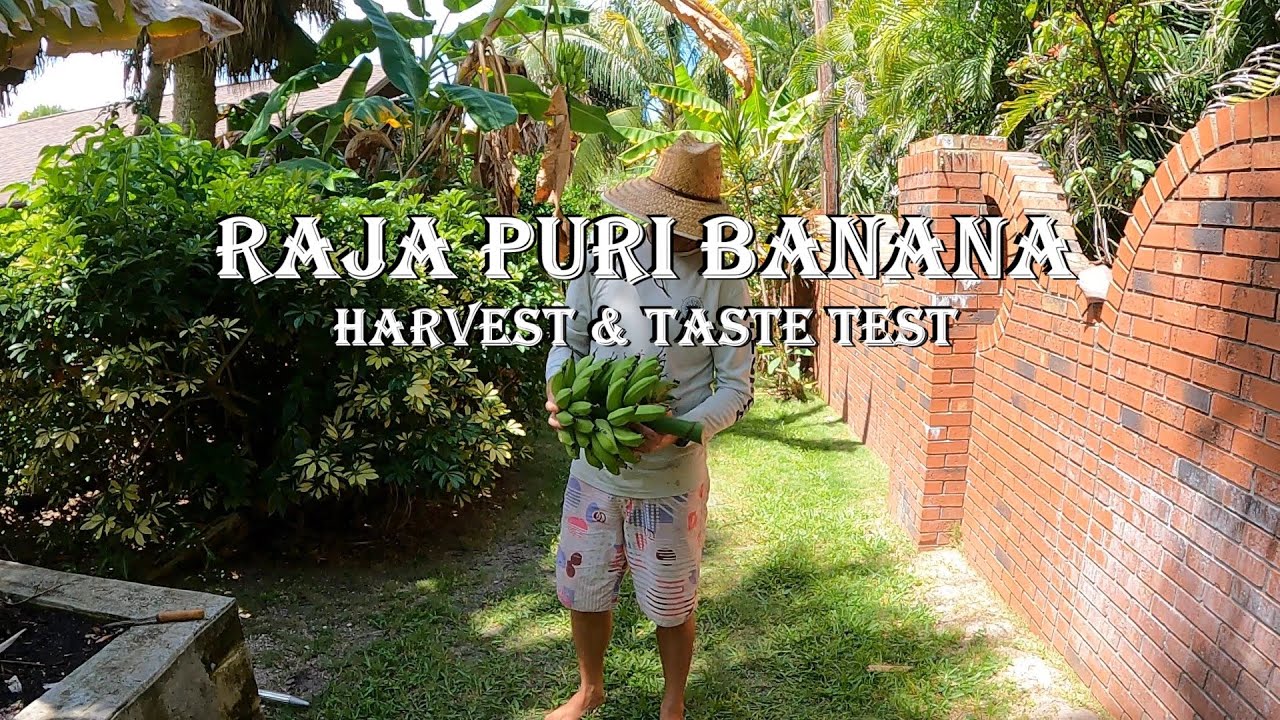 Banana Garden Tour & Raja Puri Banana Harvest & Taste Test - YouTube