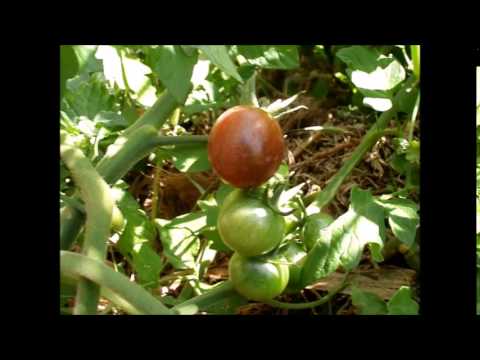 Βίντεο: Είναι οι ντομάτες Campari ίδιες με τις ντομάτες κοκτέιλ;