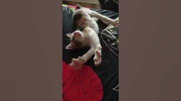 CODE WITH HARRY ENJOY WITH CAT #shorts #codewithharry #cat