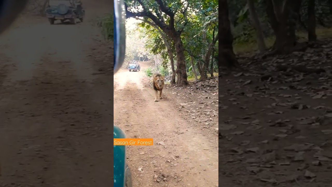 Closest encounter of heavy weight lion | sasan gir forest | gir forest | gir national park #gujarat