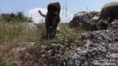 XiaoYing Video 1468577207670