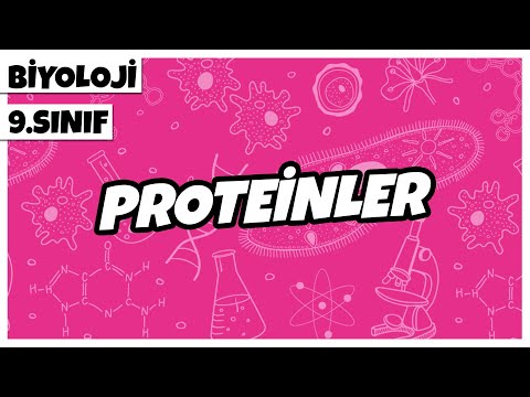 9. Sınıf Biyoloji - Proteinler | 2022
