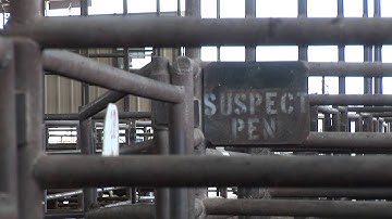 Ron Gill - Market Cow Management - Suspect Pen