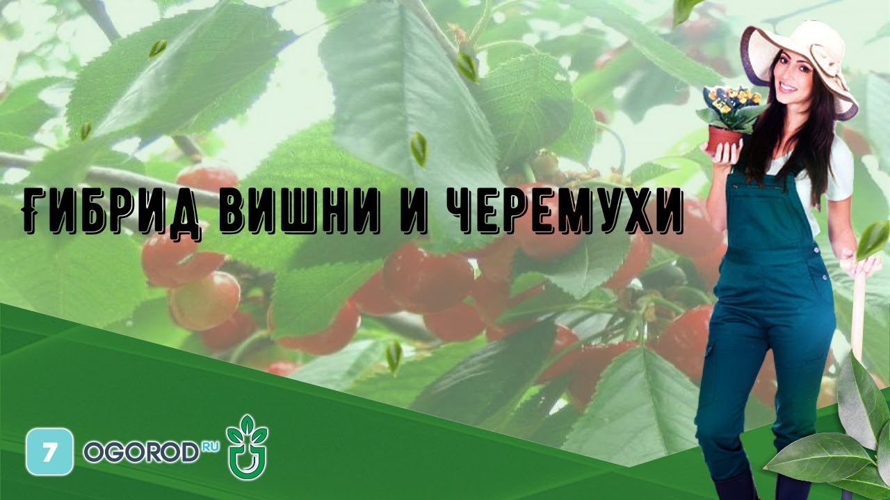 Гибрид вишни и черемухи - YouTube