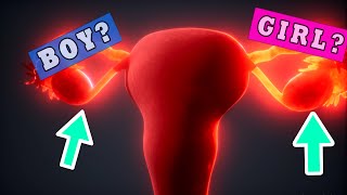 Ovulation Side and Gender - Does Right or Left Ovary / Fallopian Tube Determine Gender Boy/Girl?