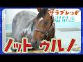 【サラブレッド温泉】ノットゥルノ編【観るASMR】/JRA-VAN【公式】